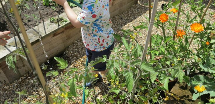 Toddler watering plants in an allotment garden using a gardening hose.