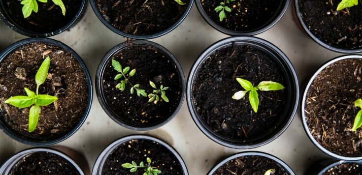 Rows of small black plant pots viewed from above filled with soil and sprouting plants from seed.